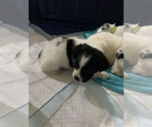 Medium Photo #2 Labrador Retriever-Unknown Mix Puppy For Sale in The Woodlands, TX, USA