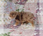 Small Photo #30 Miniature Australian Shepherd Puppy For Sale in HARRISON, OH, USA