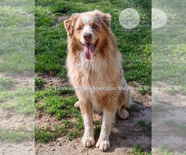 Medium Photo #2 Australian Shepherd Puppy For Sale in GEORGETOWN, TN, USA