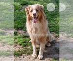Small #1 Australian Shepherd