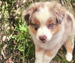 Small Photo #9 Australian Shepherd Puppy For Sale in MABEL, MN, USA