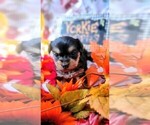 Small #2 Yorkshire Terrier