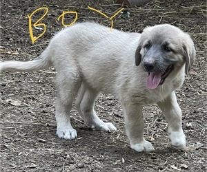 Anatolian Shepherd Puppy for sale in COOKEVILLE, TN, USA