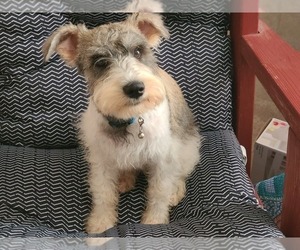 Schnauzer (Miniature) Puppy for sale in BUCKHOLTS, TX, USA