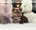 cute puppy - Female Yorkshire Terrier Puppy for Sale - Photo #12