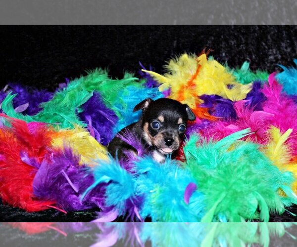 Medium Photo #3 Chihuahua Puppy For Sale in CHARLESTON, AR, USA