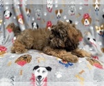 Small #7 Shih-Poo