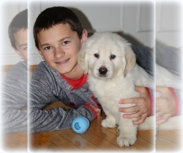 Medium Photo #14 English Cream Golden Retriever Puppy For Sale in PRINCETON, WV, USA