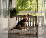 Small #1 Border Collie-Jack Russell Terrier Mix