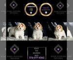 Small Photo #83 Maltipoo (Miniature) Puppy For Sale in WARSAW, IN, USA