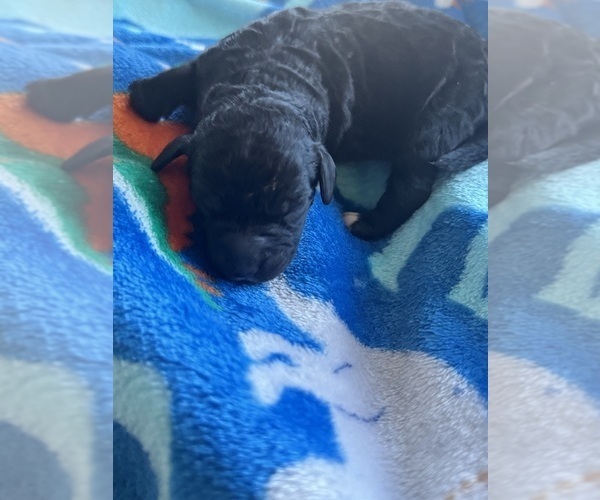 Medium Photo #4 Aussiedoodle-Bernedoodle Mix Puppy For Sale in BELTON, SC, USA