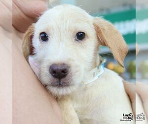 Labrador Retriever-Unknown Mix Dogs for adoption in Washington, DC, USA