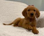 Small #7 Golden Retriever