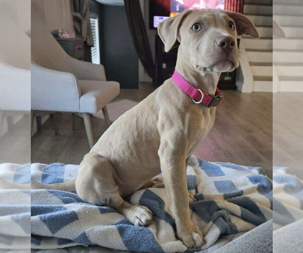 Medium Photo #7 American Pit Bull Terrier-American Staffordshire Terrier Mix Puppy For Sale in Wenonah, NJ, USA