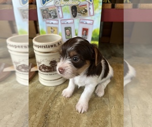 Yorkshire Terrier Puppy for sale in PORT CRANE, NY, USA