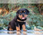 Small #1 Rottweiler