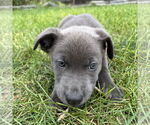 Small #2 American Pit Bull Terrier Mix