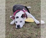 Small American Bulldog Mix