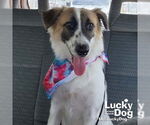 Small #1 Border Collie-English Springer Spaniel Mix