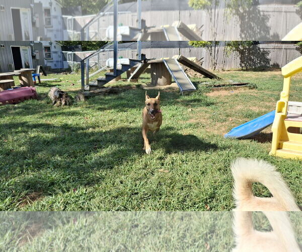 Medium Photo #21 Black Mouth Cur-Unknown Mix Puppy For Sale in Sebec, ME, USA
