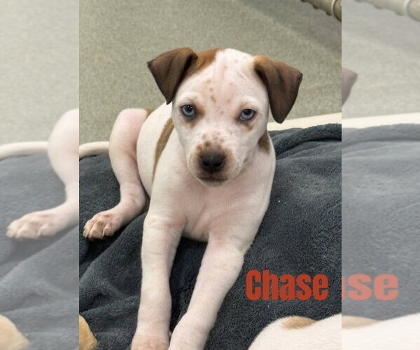 Medium Photo #1 Mutt Puppy For Sale in South Bend, IN, USA