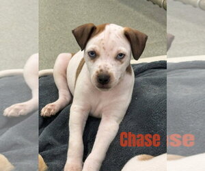 Mutt Dogs for adoption in South Bend, IN, USA