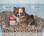 Small Photo #5 Pomeranian Puppy For Sale in SANGER, TX, USA