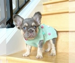 Small French Bulldog