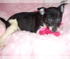 Chihuahua Puppy for Sale in JACKSON, Mississippi USA