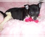 Image preview for Ad Listing. Nickname: TOY CHIHUAHUAS