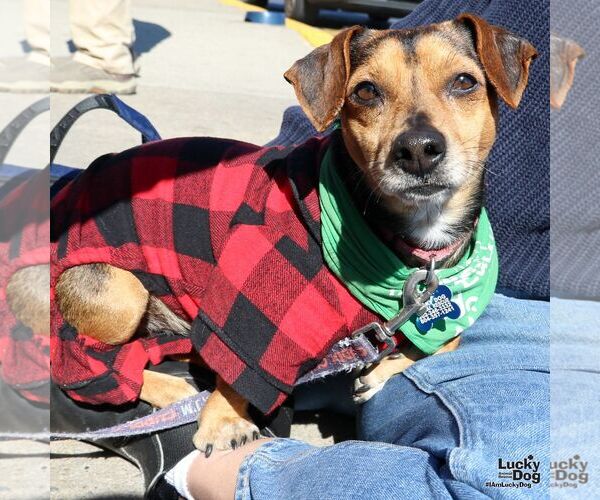 Medium Photo #3 Chiweenie Puppy For Sale in Washington, DC, USA