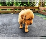 Small #3 Golden Retriever