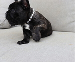 Small Photo #2 French Bulldog Puppy For Sale in LEESBURG, GA, USA
