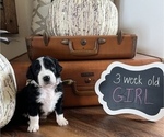 Small Photo #2 Aussiedoodle Puppy For Sale in FRANKLINTON, LA, USA