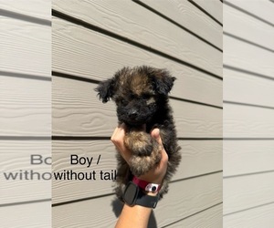 Pomapoo (Toy) Puppy for sale in PORTLAND, OR, USA