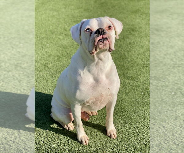 Medium Photo #2 Boxer Puppy For Sale in Austin, TX, USA