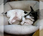 Small Rat Terrier