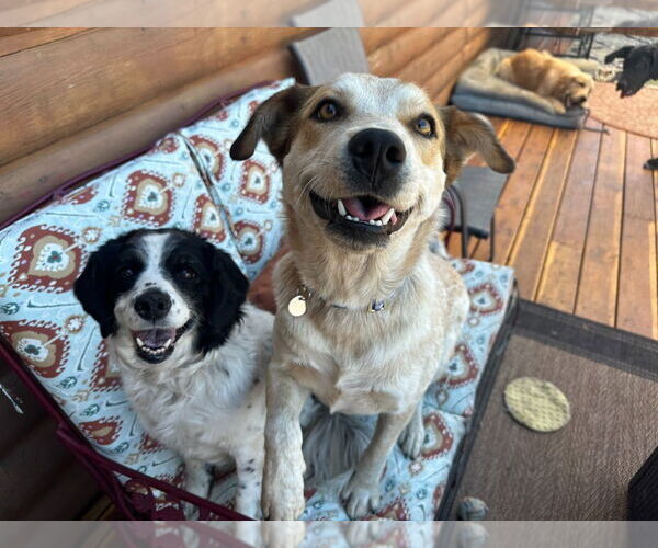 Medium Photo #2 Mutt Puppy For Sale in Salt Lake City, UT, USA