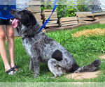 Small #2 Australian Shepherd Mix