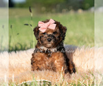 Puppy Ember AKC Poodle (Miniature)