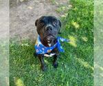 Small American Pit Bull Terrier Mix