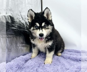 Siberian Husky Puppy for sale in SANDY HOOK, KY, USA