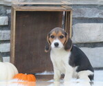Small Photo #16 Beagle Puppy For Sale in SUGARCREEK, OH, USA