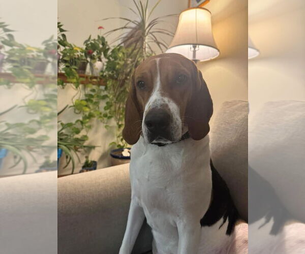 Medium Photo #10 Mutt Puppy For Sale in Woodbury, NY, USA