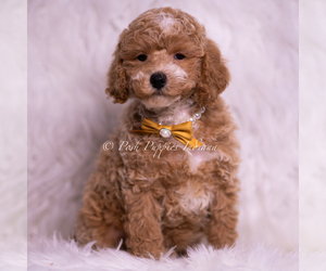 Medium Poodle (Toy)