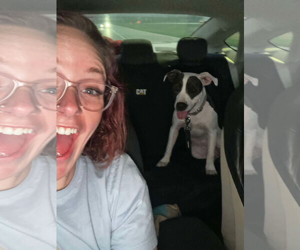 Medium Photo #6 American Pit Bull Terrier-Unknown Mix Puppy For Sale in Overland Park, KS, USA