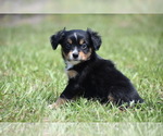 Small #4 Miniature American Shepherd