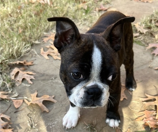 Medium Photo #1 Boston Terrier Puppy For Sale in BURLESON, TX, USA
