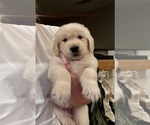 Small Golden Retriever
