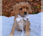 Small Photo #1 Cavapoo Puppy For Sale in COSHOCTON, OH, USA